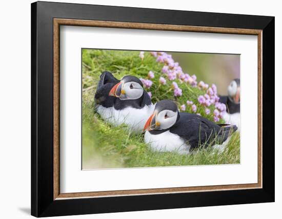 Atlantic Puffin. Scotland, Shetland Islands-Martin Zwick-Framed Photographic Print