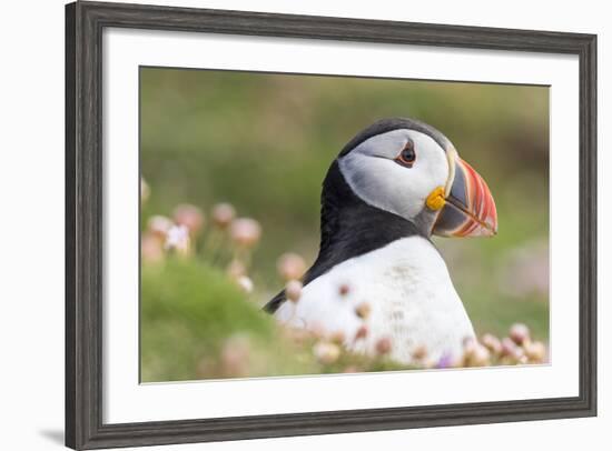 Atlantic Puffin. Scotland, Shetland Islands-Martin Zwick-Framed Photographic Print