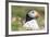 Atlantic Puffin. Scotland, Shetland Islands-Martin Zwick-Framed Photographic Print