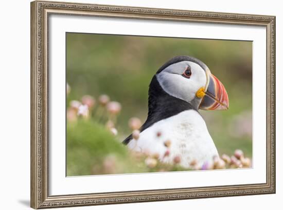 Atlantic Puffin. Scotland, Shetland Islands-Martin Zwick-Framed Photographic Print