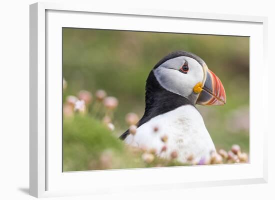 Atlantic Puffin. Scotland, Shetland Islands-Martin Zwick-Framed Photographic Print