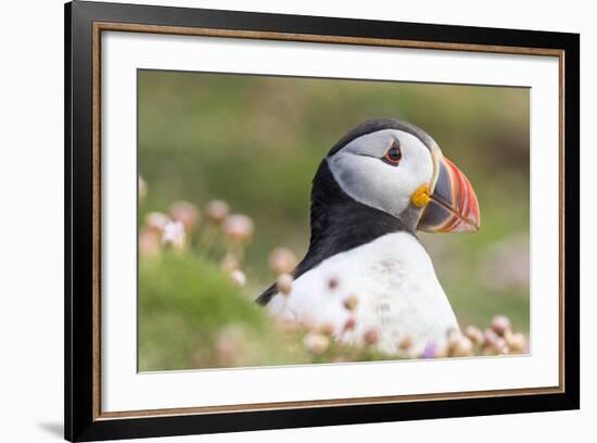 Atlantic Puffin. Scotland, Shetland Islands-Martin Zwick-Framed Photographic Print