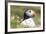 Atlantic Puffin. Scotland, Shetland Islands-Martin Zwick-Framed Photographic Print