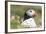 Atlantic Puffin. Scotland, Shetland Islands-Martin Zwick-Framed Photographic Print