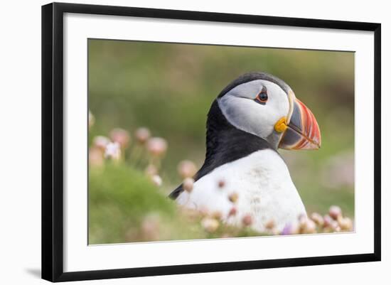 Atlantic Puffin. Scotland, Shetland Islands-Martin Zwick-Framed Photographic Print