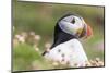 Atlantic Puffin. Scotland, Shetland Islands-Martin Zwick-Mounted Photographic Print