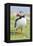 Atlantic Puffin. Scotland, Shetland Islands-Martin Zwick-Framed Premier Image Canvas