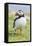 Atlantic Puffin. Scotland, Shetland Islands-Martin Zwick-Framed Premier Image Canvas