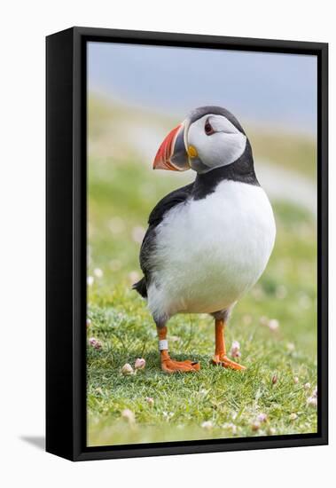 Atlantic Puffin. Scotland, Shetland Islands-Martin Zwick-Framed Premier Image Canvas