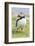 Atlantic Puffin. Scotland, Shetland Islands-Martin Zwick-Framed Photographic Print