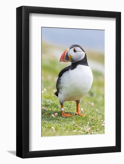 Atlantic Puffin. Scotland, Shetland Islands-Martin Zwick-Framed Photographic Print