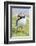 Atlantic Puffin. Scotland, Shetland Islands-Martin Zwick-Framed Photographic Print