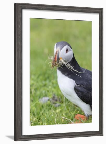 Atlantic Puffin. Scotland, Shetland Islands-Martin Zwick-Framed Photographic Print