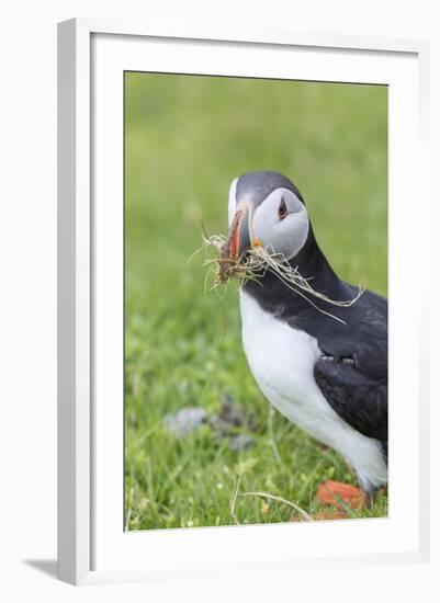 Atlantic Puffin. Scotland, Shetland Islands-Martin Zwick-Framed Photographic Print