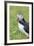 Atlantic Puffin. Scotland, Shetland Islands-Martin Zwick-Framed Photographic Print