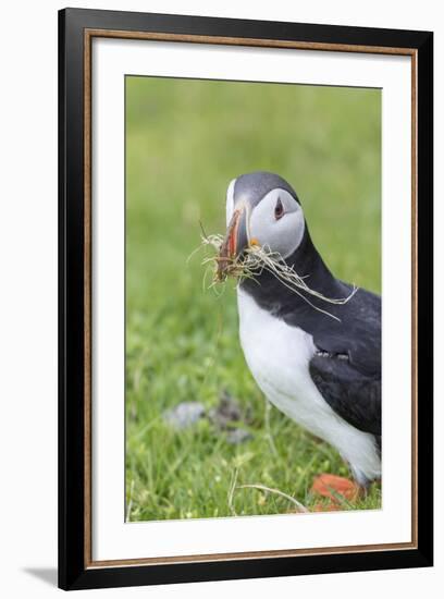 Atlantic Puffin. Scotland, Shetland Islands-Martin Zwick-Framed Photographic Print