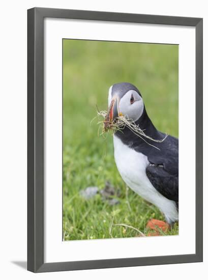 Atlantic Puffin. Scotland, Shetland Islands-Martin Zwick-Framed Photographic Print