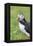 Atlantic Puffin. Scotland, Shetland Islands-Martin Zwick-Framed Premier Image Canvas