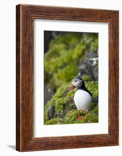 Atlantic Puffin, Spitsbergen, Svalbard, Norway-Steve Kazlowski-Framed Photographic Print