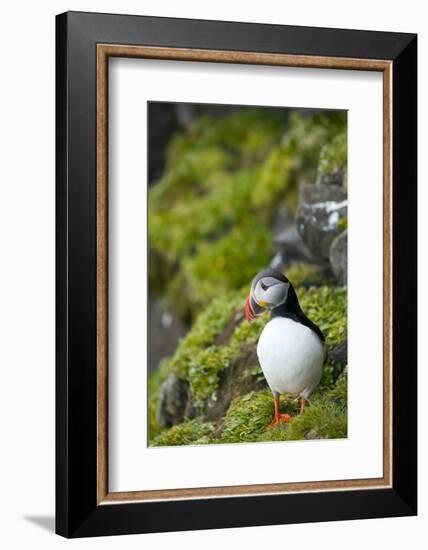 Atlantic Puffin, Spitsbergen, Svalbard, Norway-Steve Kazlowski-Framed Photographic Print