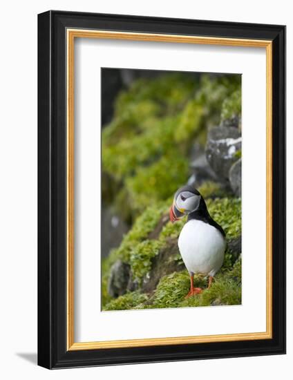 Atlantic Puffin, Spitsbergen, Svalbard, Norway-Steve Kazlowski-Framed Photographic Print