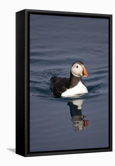 Atlantic Puffin Swimming in the Svalbard Islands-Paul Souders-Framed Premier Image Canvas