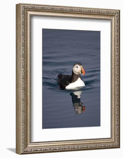 Atlantic Puffin Swimming in the Svalbard Islands-Paul Souders-Framed Photographic Print