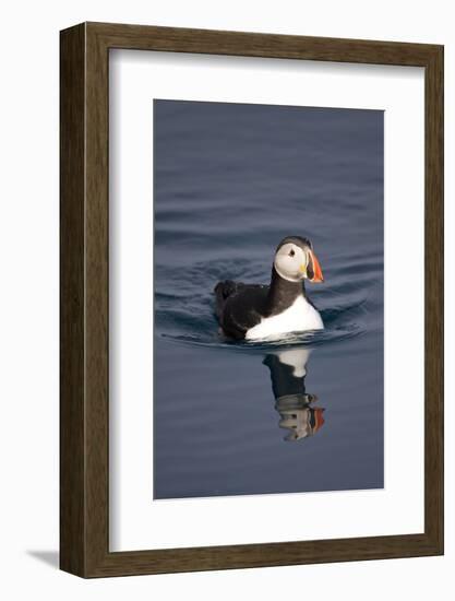 Atlantic Puffin Swimming in the Svalbard Islands-Paul Souders-Framed Photographic Print