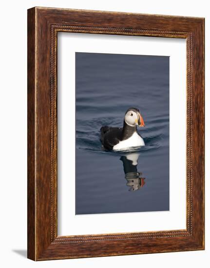 Atlantic Puffin Swimming in the Svalbard Islands-Paul Souders-Framed Photographic Print