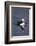 Atlantic Puffin Swimming in the Svalbard Islands-Paul Souders-Framed Photographic Print