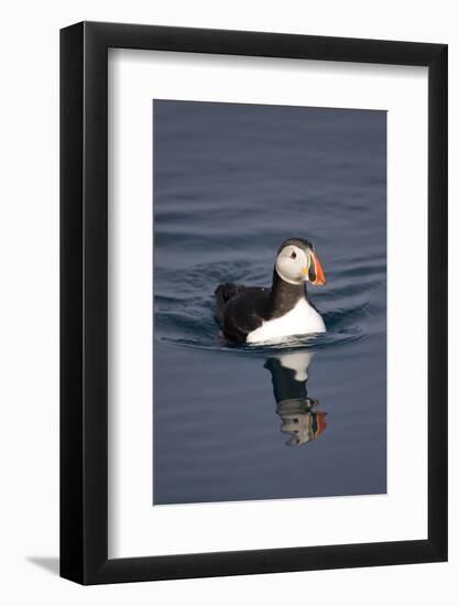 Atlantic Puffin Swimming in the Svalbard Islands-Paul Souders-Framed Photographic Print