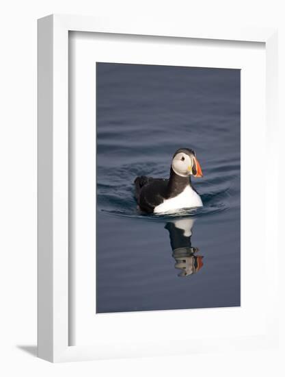 Atlantic Puffin Swimming in the Svalbard Islands-Paul Souders-Framed Photographic Print