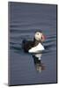 Atlantic Puffin Swimming in the Svalbard Islands-Paul Souders-Mounted Photographic Print