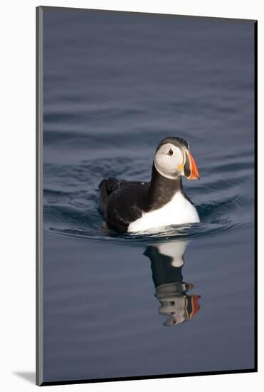 Atlantic Puffin Swimming in the Svalbard Islands-Paul Souders-Mounted Photographic Print