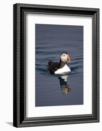 Atlantic Puffin Swimming in the Svalbard Islands-Paul Souders-Framed Photographic Print