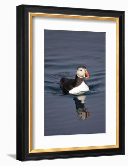 Atlantic Puffin Swimming in the Svalbard Islands-Paul Souders-Framed Photographic Print