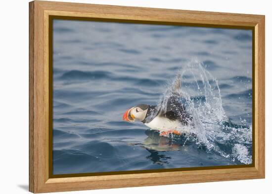 Atlantic Puffin Takes Flight, Spitsbergen, Svalbard, Norway-Steve Kazlowski-Framed Premier Image Canvas