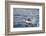 Atlantic Puffin Takes Flight, Spitsbergen, Svalbard, Norway-Steve Kazlowski-Framed Photographic Print