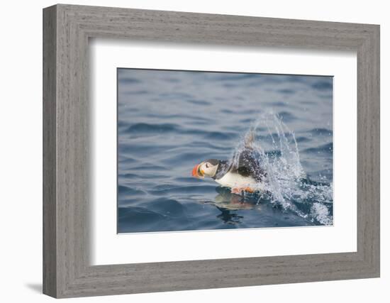 Atlantic Puffin Takes Flight, Spitsbergen, Svalbard, Norway-Steve Kazlowski-Framed Photographic Print