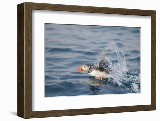 Atlantic Puffin Takes Flight, Spitsbergen, Svalbard, Norway-Steve Kazlowski-Framed Photographic Print