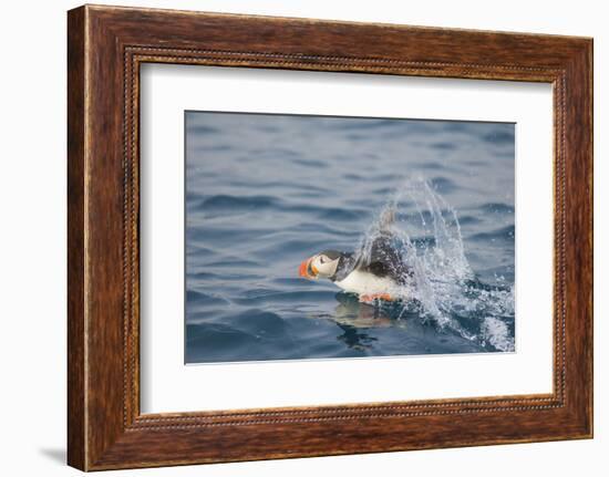 Atlantic Puffin Takes Flight, Spitsbergen, Svalbard, Norway-Steve Kazlowski-Framed Photographic Print