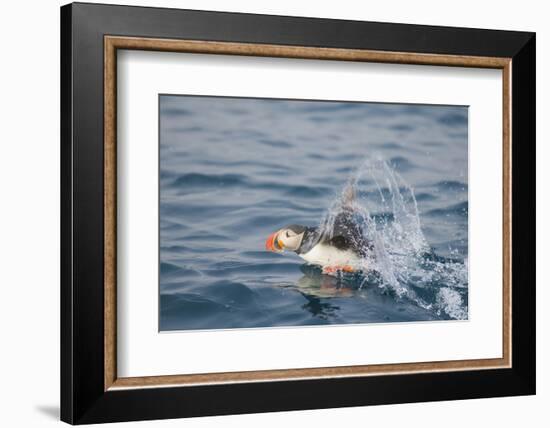 Atlantic Puffin Takes Flight, Spitsbergen, Svalbard, Norway-Steve Kazlowski-Framed Photographic Print