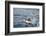 Atlantic Puffin Takes Flight, Spitsbergen, Svalbard, Norway-Steve Kazlowski-Framed Photographic Print