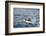 Atlantic Puffin Takes Flight, Spitsbergen, Svalbard, Norway-Steve Kazlowski-Framed Photographic Print