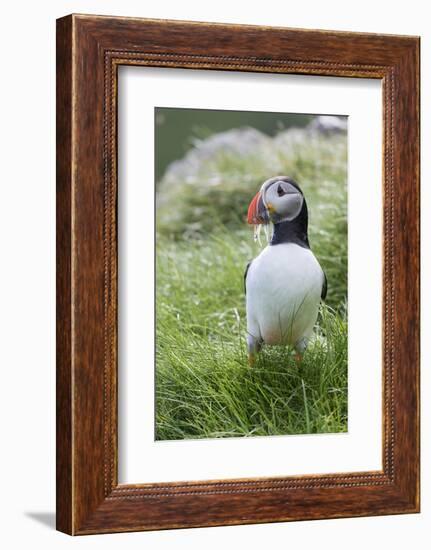 Atlantic Puffin With fish, Mykines, Faroe Islands. Denmark-Martin Zwick-Framed Photographic Print