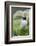 Atlantic Puffin With fish, Mykines, Faroe Islands. Denmark-Martin Zwick-Framed Photographic Print