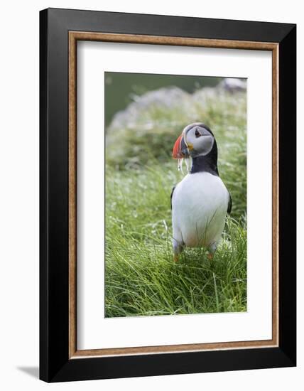 Atlantic Puffin With fish, Mykines, Faroe Islands. Denmark-Martin Zwick-Framed Photographic Print