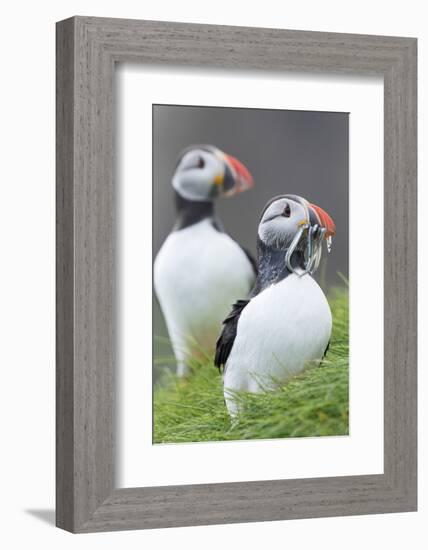 Atlantic Puffin With fish, Mykines, Faroe Islands. Denmark-Martin Zwick-Framed Photographic Print