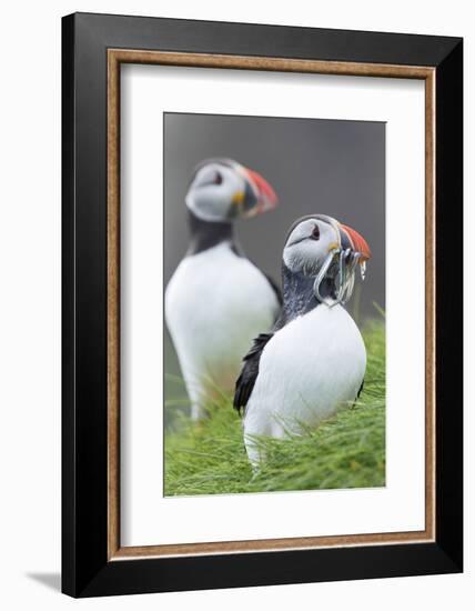 Atlantic Puffin With fish, Mykines, Faroe Islands. Denmark-Martin Zwick-Framed Photographic Print