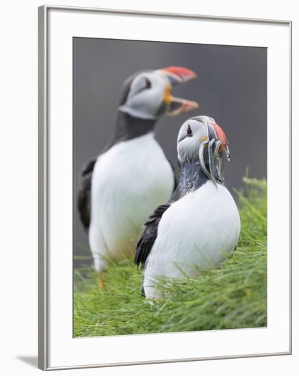 Atlantic Puffin With fish, Mykines, Faroe Islands. Denmark-Martin Zwick-Framed Photographic Print